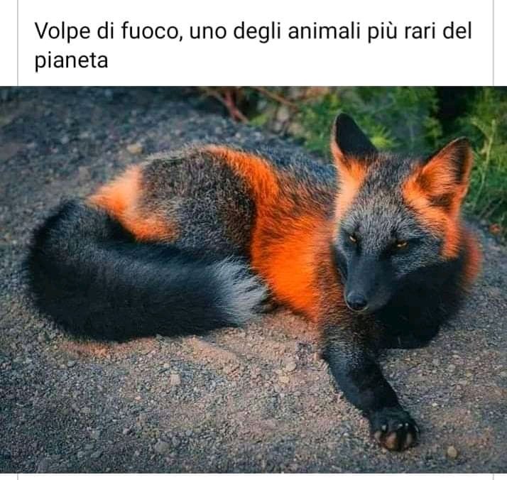 WhatisLove031's tweet photo. "Fire fox, one of the rarest animals on the planet" (Web)

#ThoughtForTheDay #fox #animals #nature #googlephotos #photography #gt https://t.co/12ChEXIrZH