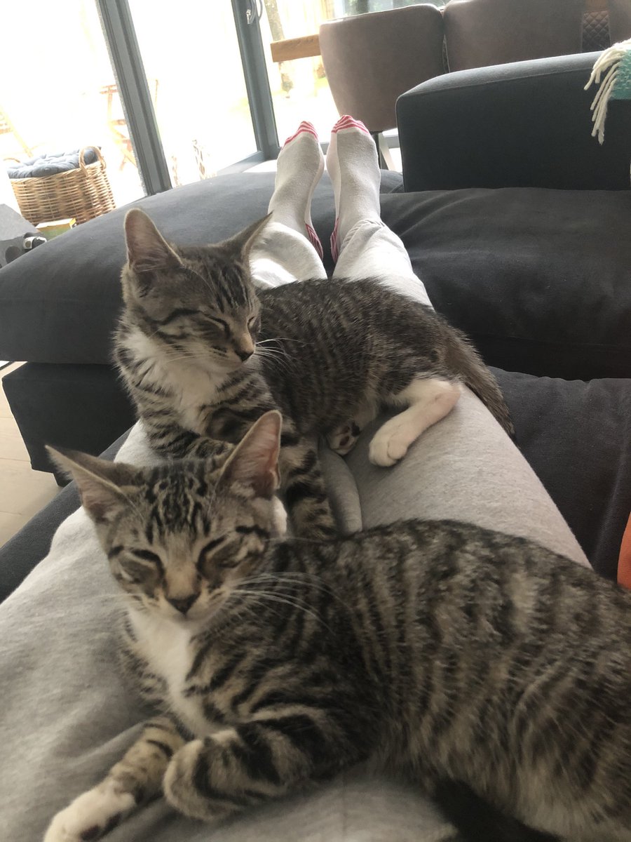 svperry11's tweet photo. All this weather is good for #snoozykitties 🐒 🐒 https://t.co/XRPm2XwsSf