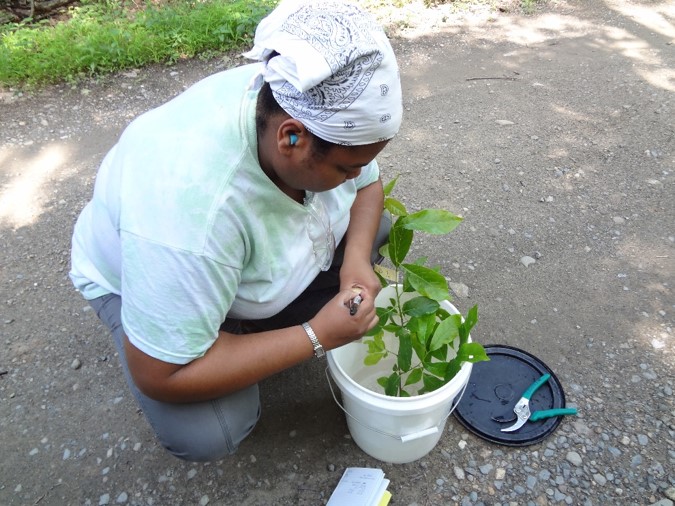 So, the first line of defense for plants is to persist where they are! This requires plants to be long-living, produce dominant seeds, and have high stress tolerances! The tree in our region (NY) that holds these characteristics, is the  #NorthernRedOak. 5/10