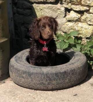 rosieDoc2's tweet photo. #SpanielHour STOLEN - another #CockerSpaniel young adult / female
๐๐HEARTBREAKING ๐๐
#DorsetCocker
https://t.co/cG70biLNEI
@HelpFindThem14 @MolliePug @gelert01 @ChrstinaKelly @RachaelB100 @TuffenuffDobes1 @sharonwrdl @bs2510 @Eloquencealways @beautys_legacy @MissingPetsGB https://t.co/8hmRJ75nh0