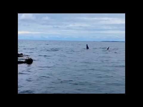 Orca News tweet media