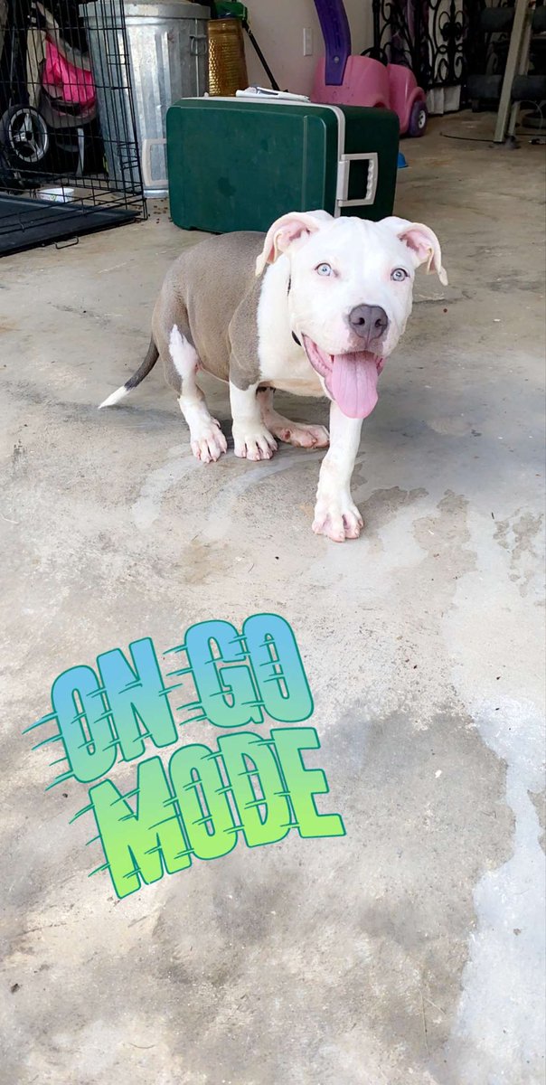 Thor 🥶🦍