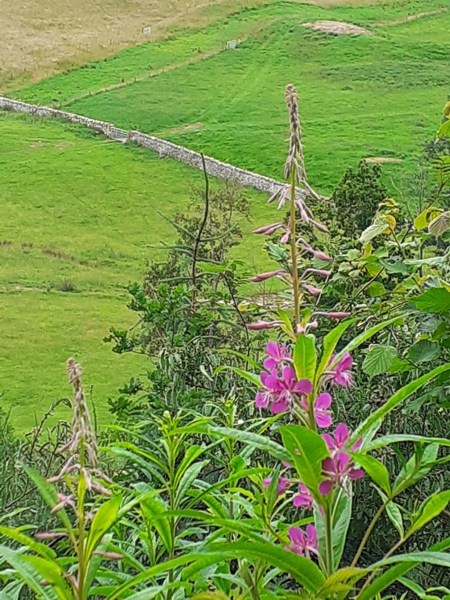 EildonRamblers's tweet photo. Out this afternoon (the great escape)! Even though overcast there were wildflowers in the hedgerow; here rosebay willowherb and later on I found honeysuckle and dog roses.
@ramblersscot @RamblersGB @VisitScotland #pathforall #ScottishBorder #Hametowntourist https://t.co/XJbh069hTh