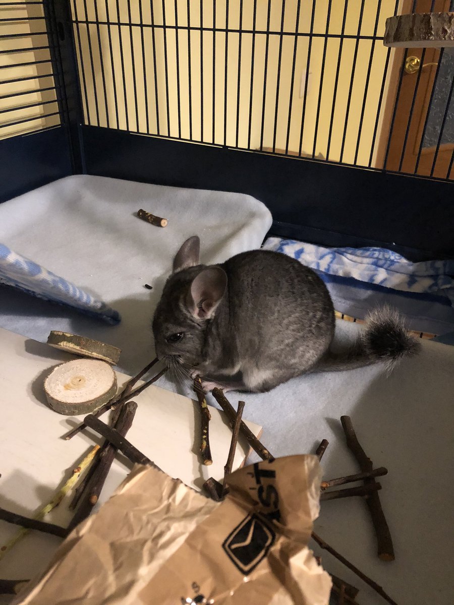 HabiCacha's tweet photo. Hoom had a bit of a stick accident when I was being a little shit and trying to escape but everything ended better than I expected 👍 #Imthebest #chinchilla #somanysticks https://t.co/5Hz4jR5p4d