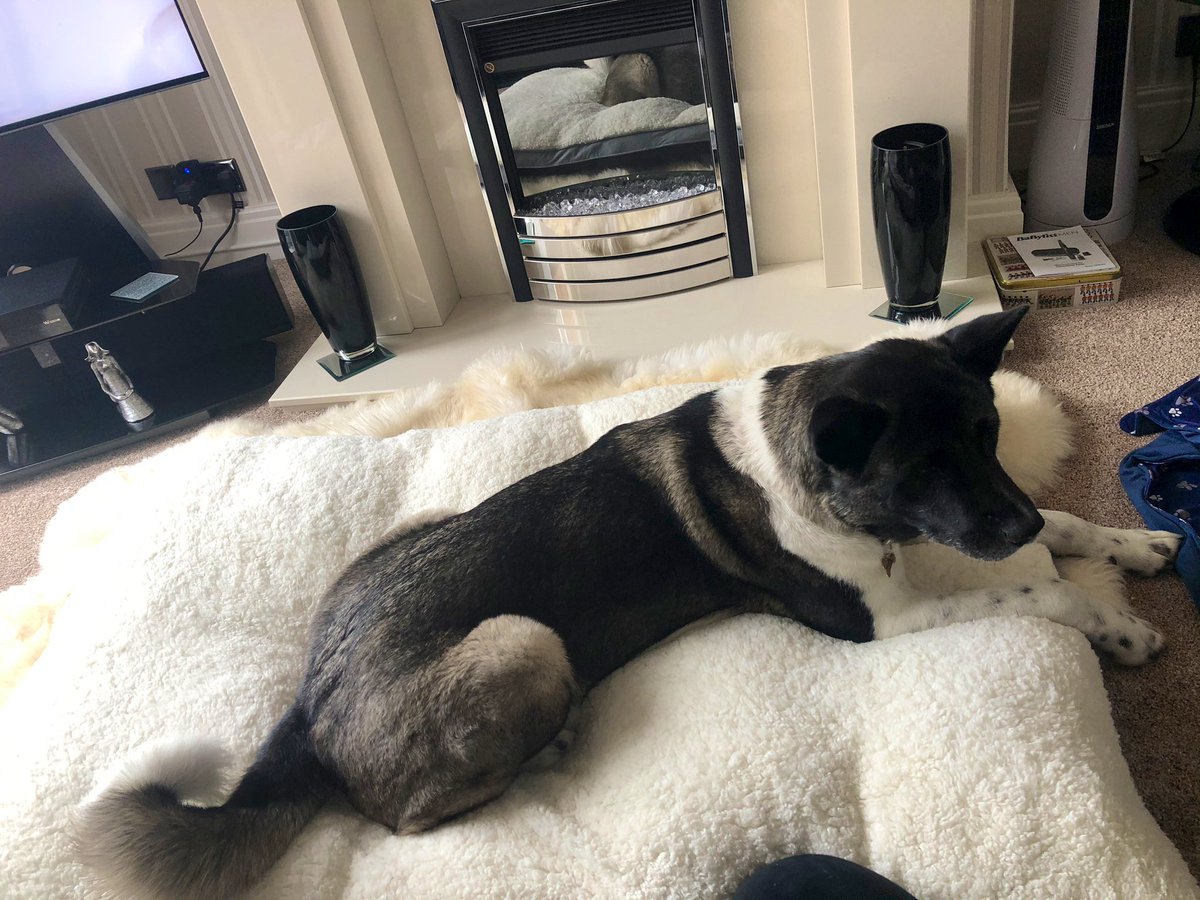 NicoleRedWilde's tweet photo. How many beds does one dog need? The answer according to Saffy is 3 🐕 https://t.co/KMJWECczEi
