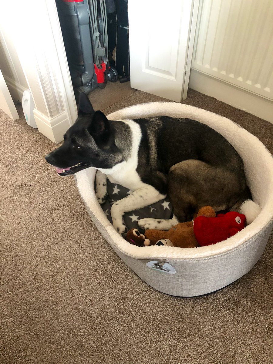 NicoleRedWilde's tweet photo. How many beds does one dog need? The answer according to Saffy is 3 🐕 https://t.co/KMJWECczEi