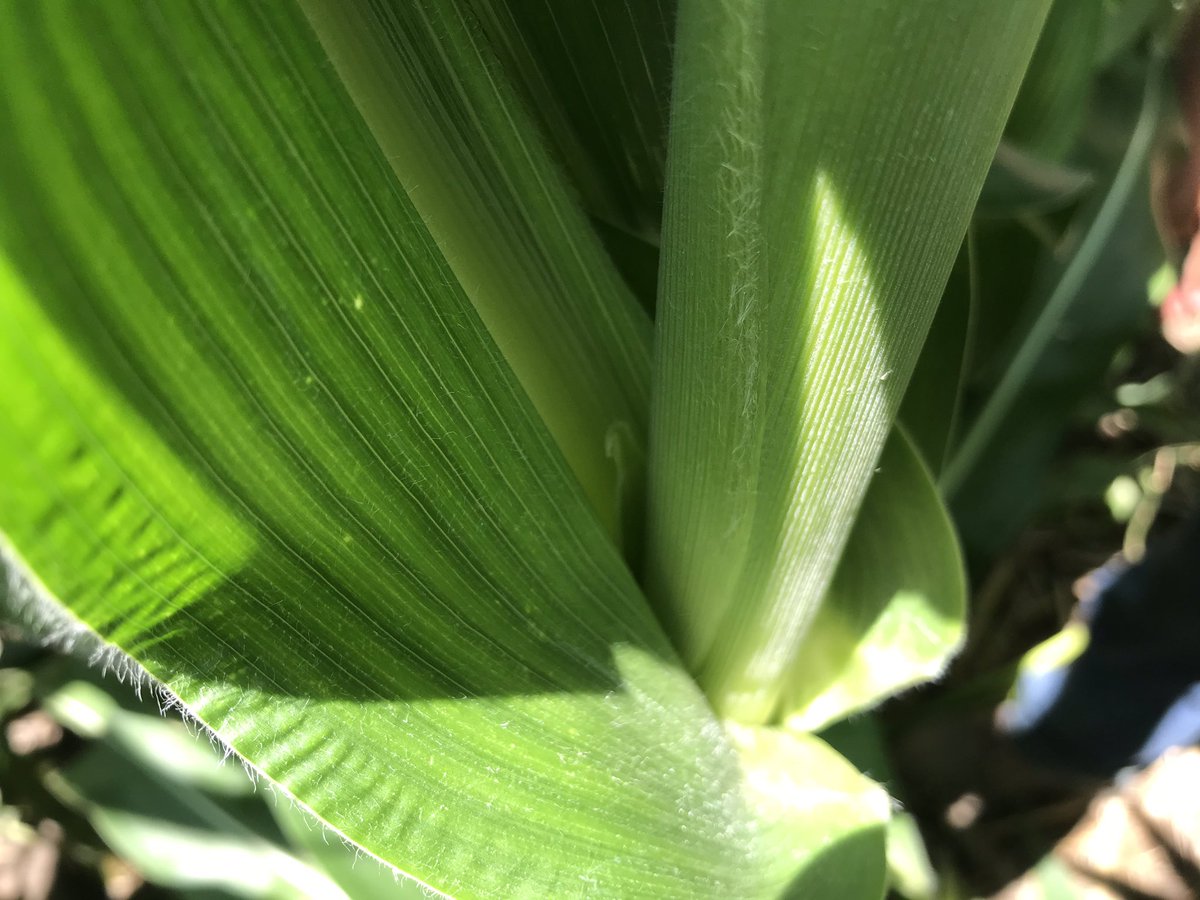 FvcTtaylor's tweet photo. Have to be careful what you say while scouting now because little ears are present. @FVCoop https://t.co/t4Q5RJIuCv