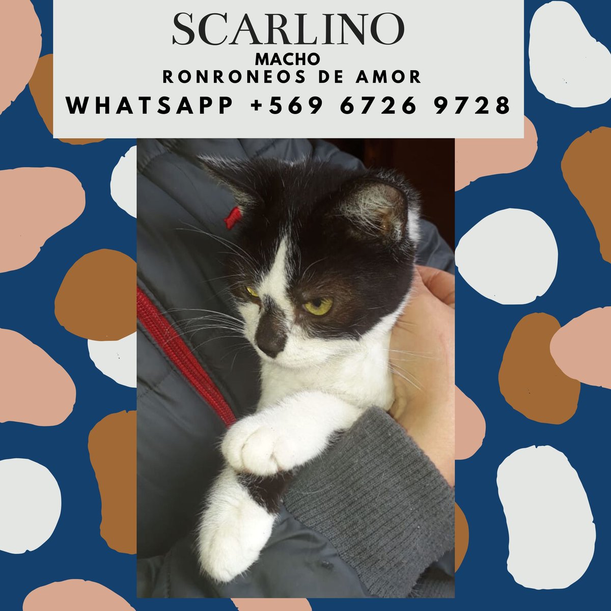 RT por favor. ayudemos a que encuentren un hogar amoroso!! mascotas rescatadas en adopción.
@denissemalebran @carolinapinoc @bartorell
@PerrosPlazaHuem @pewos @Kristian_Mella
@kattykowaleczko @eltuitdemarsh @KathySalosny https://t.co/bFPYmcHzbH