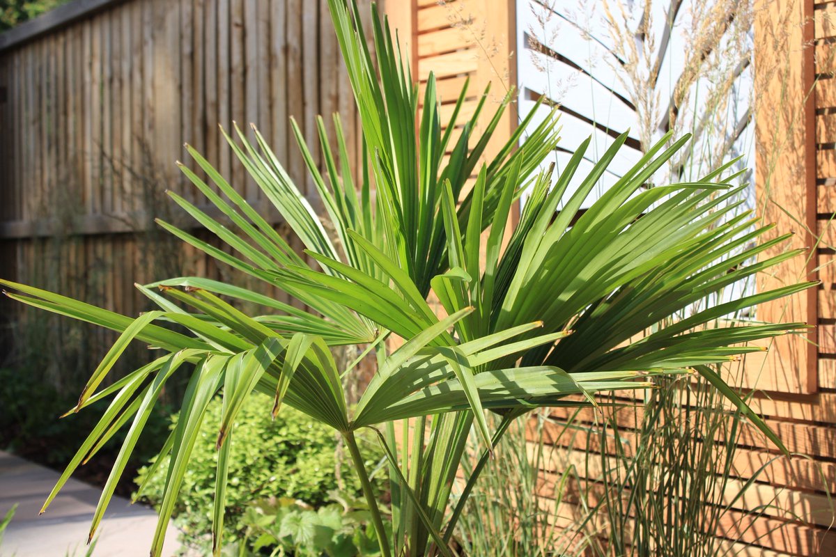 Latest garden planted.  Trachyvarpus in front of bespoke garden screens in dove grey, looking fantastic. More pics to follow. Garden designed by <a href="/BlueTulipGarden/">Louise Harrison Holland</a>. 
Plants supplied by @Viridisplants
