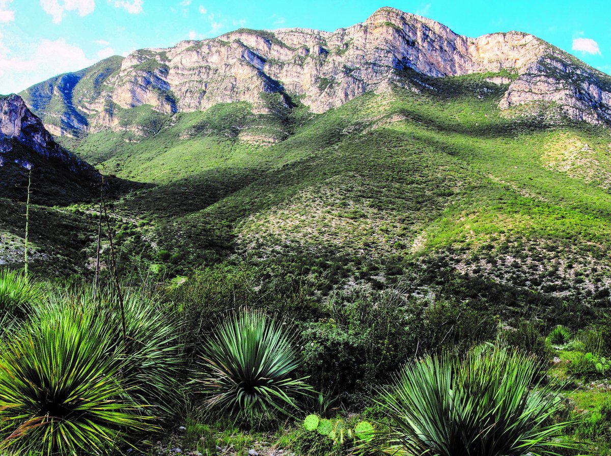 PROFAUNA, A.C. tweet media