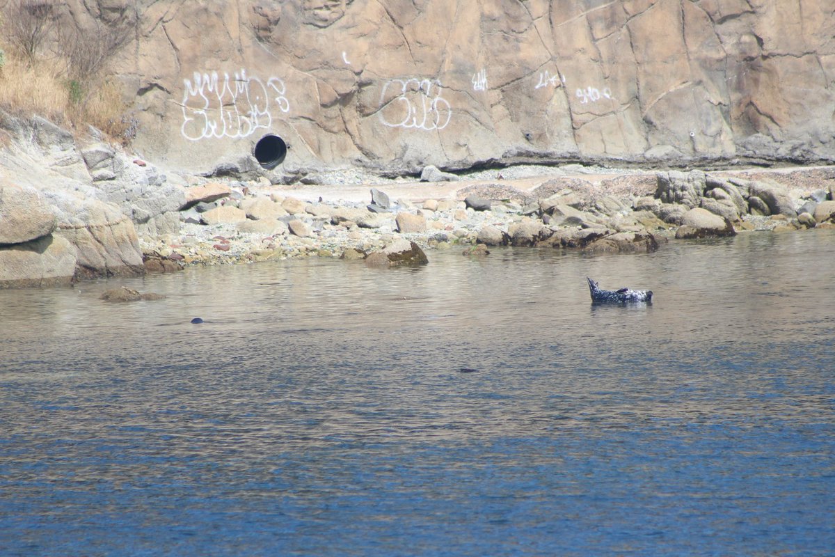 Plenty of marine mammals can be seen right from shore, and even some right in cities!  #mammalwatching  #wildlifephotography  https://www.instagram.com/p/CCZHT3oJ0Vv/?igshid=msq66ltys5ye