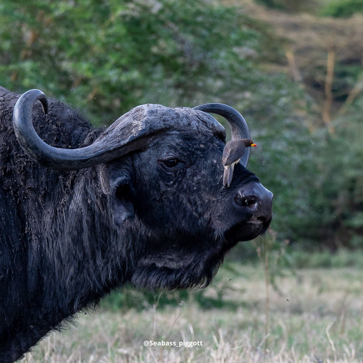 Pristine Trails (@pristinetrails) on Twitter photo Animals have a variety of symbiotic relationships. The relationship btn the Yellow-billed Oxpecker on this buffalo borders btn ๐ค๐ฐ๐ฎ๐ฎ๐ฆ๐ฏ๐ด๐ข๐ญ๐ช๐ด๐ฎ, where 1 benefits & the other isn't affected & ๐ฎ๐ถ๐ต๐ถ๐ข๐ญ๐ช๐ด๐ฎ, where all species derive some benefit from the relationship. Animals have a variety of symbiotic relationships. The relationship btn the Yellow-billed Oxpecker on this buffalo borders btn ๐ค๐ฐ๐ฎ๐ฎ๐ฆ๐ฏ๐ด๐ข๐ญ๐ช๐ด๐ฎ, where 1 benefits & the other isn't affected & ๐ฎ๐ถ๐ต๐ถ๐ข๐ญ๐ช๐ด๐ฎ, where all species derive some benefit from the relationship.