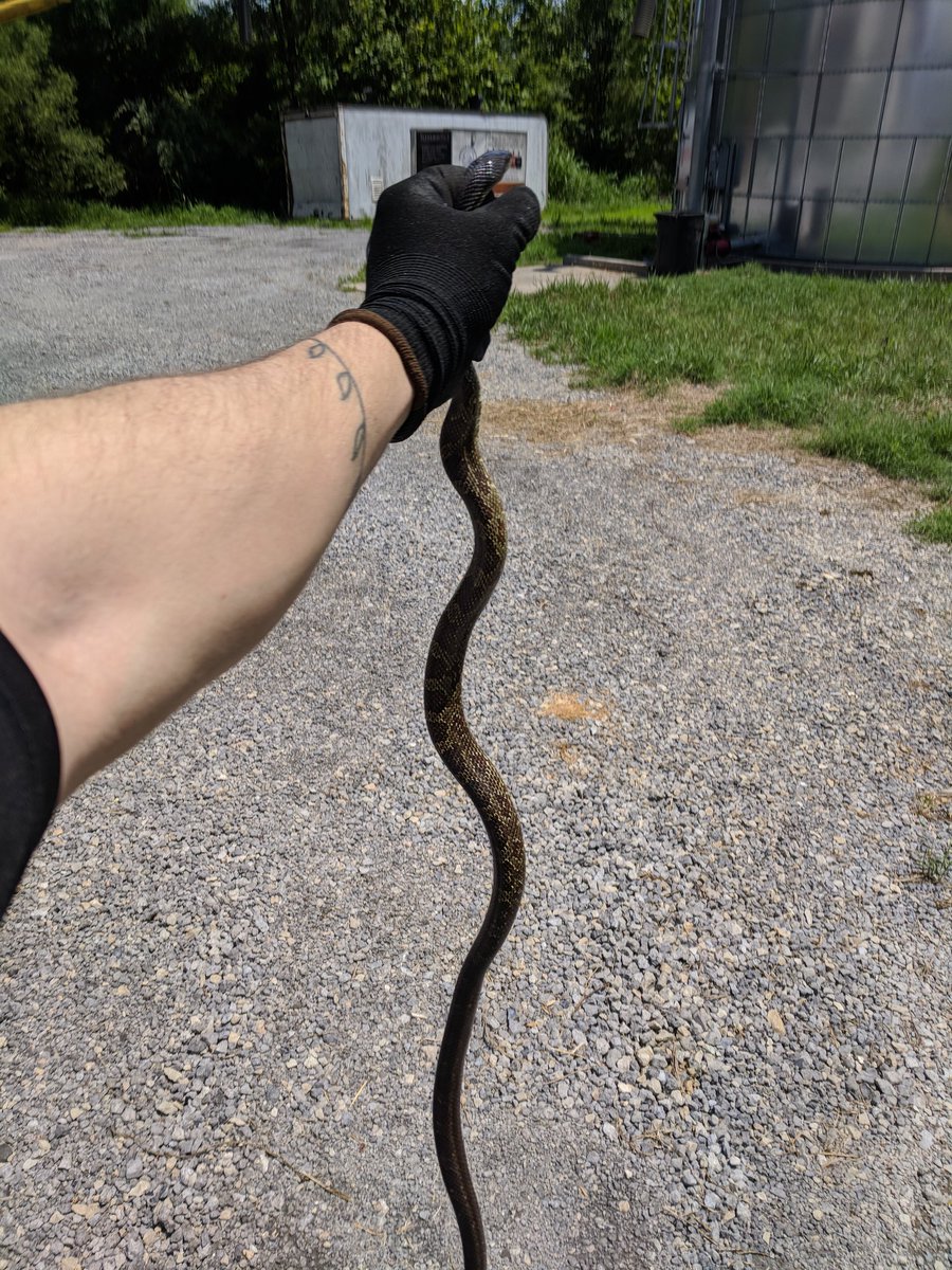 Ian White tweet media