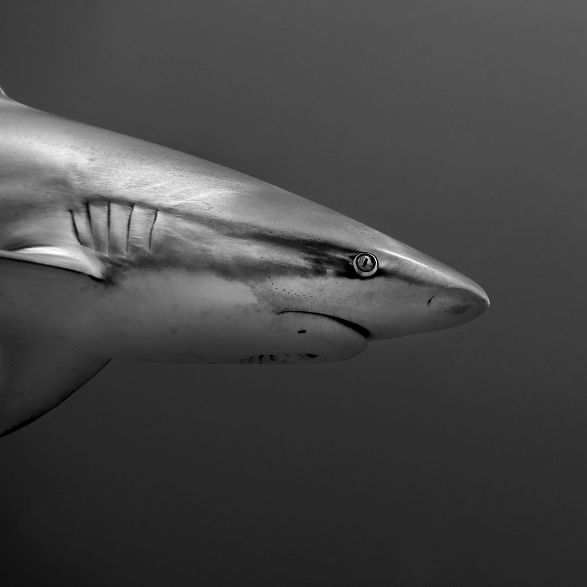 Sharks are the immune system of our ocean, helping to maintain the health of all ecosystems that they are part of. Without them key fisheries and marine habitats could collapse 🦈 Sign the petition to ban the importation of shark fins in the UK 👇 buff.ly/38v0h6W #sharks