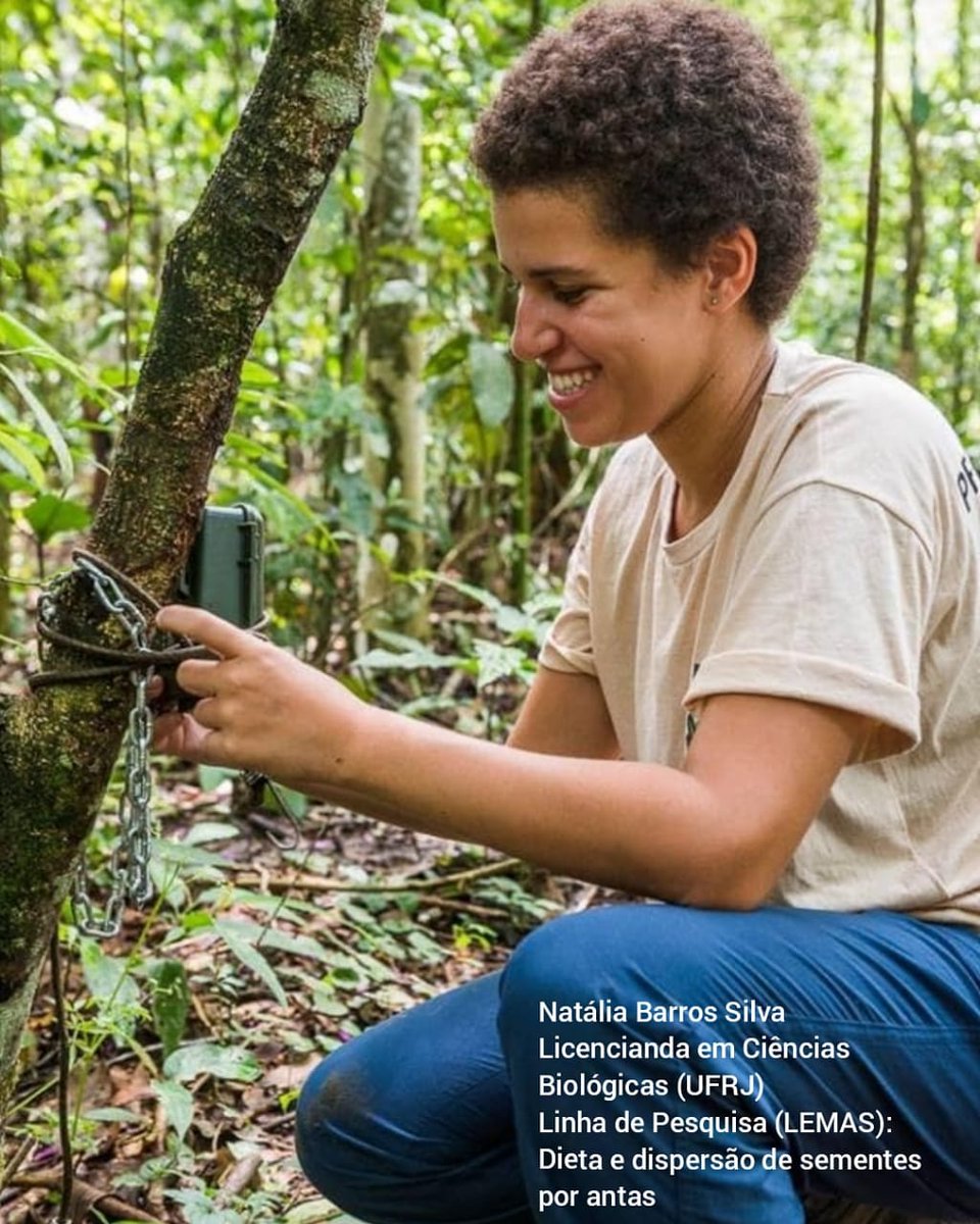 IfrjLemas's tweet photo. Alunos e professores se empenham em estudar e reintroduzir espécies-chaves da Mata Atlântica, recuperando relações ecológicas importantes em florestas do Rio de Janeiro.
Parabéns para eles e todos os cientistas!
#dianacionaldaciência #science #refauna #tapir #antas https://t.co/stAoWiB5O5