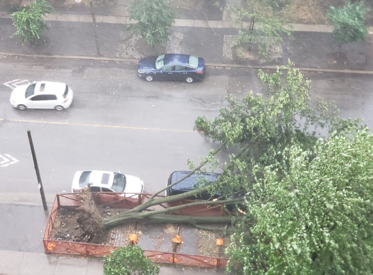 k2harvey's tweet photo. This tree on High Park Avenue did not survive the onslaught #ONStorm @311Toronto https://t.co/Z3QWhutSzF