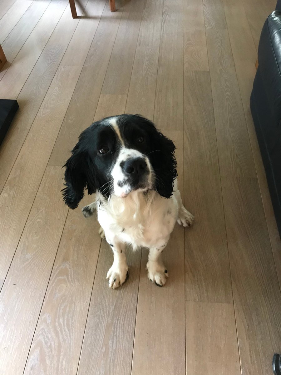 Laura Allison tweet media