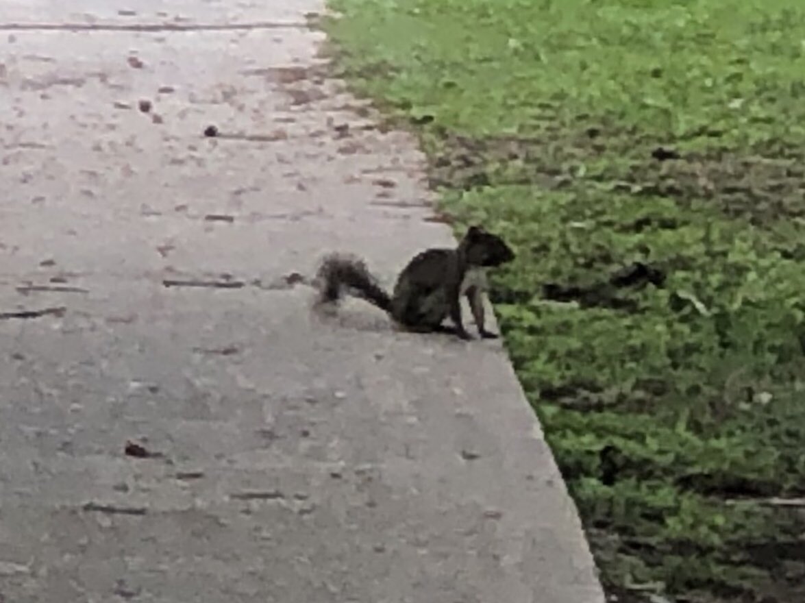 carl_arredondo's tweet photo. This little guy staying in shade today trying to avoid @NewOrleansHeat It wasn’t bad today, come on hotter weather!! #nevertoohot https://t.co/DGWZXmgx3v