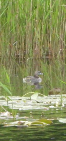 @GW_Naturediary This is my hand held Pied-Billed Grebe at approx 700m #P1000 awesome zoom