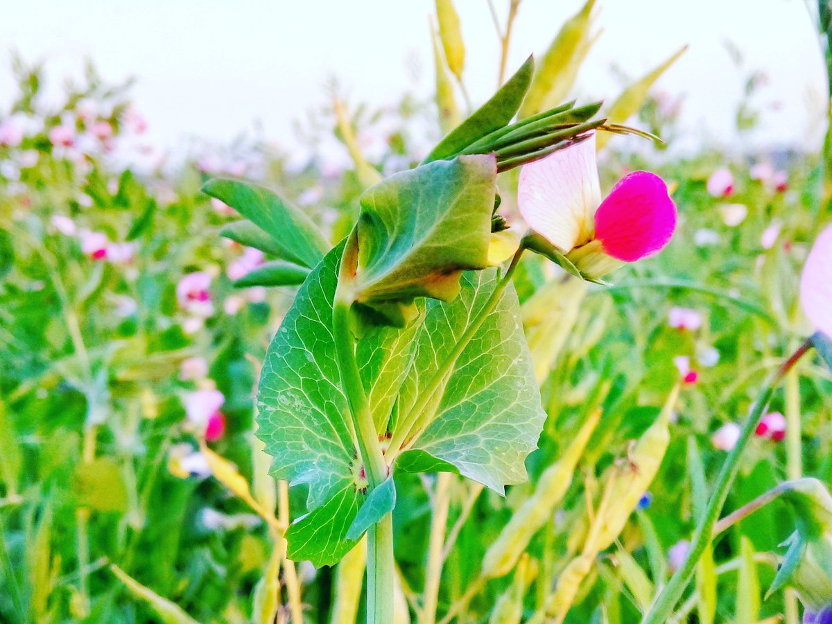 #NaturePhotography #nature #Flowers