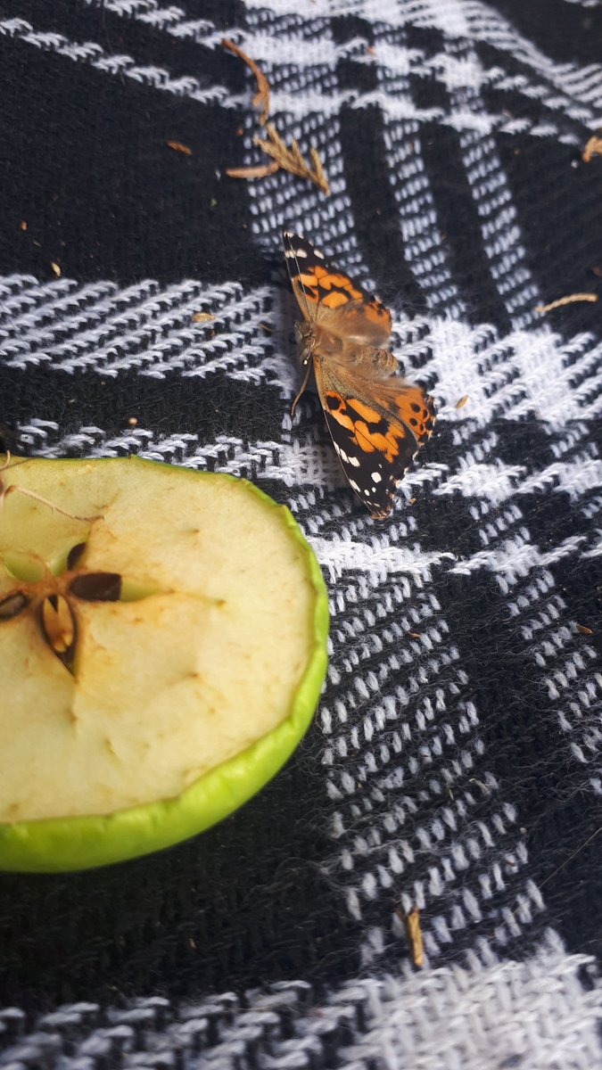 Alanarama1's tweet photo. Our butterflies are now all hatched and they have been released into the wild 🦋🦋🦋

@TownvilleIS  @tis_halstead  @MrsBurden10 https://t.co/fMlp2c80YC