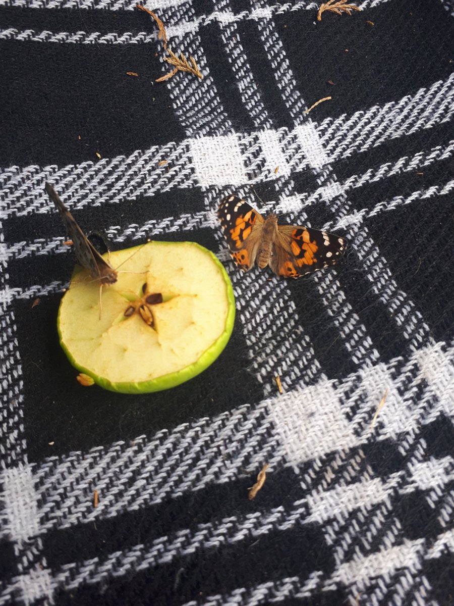 Alanarama1's tweet photo. Our butterflies are now all hatched and they have been released into the wild 🦋🦋🦋

@TownvilleIS  @tis_halstead  @MrsBurden10 https://t.co/fMlp2c80YC