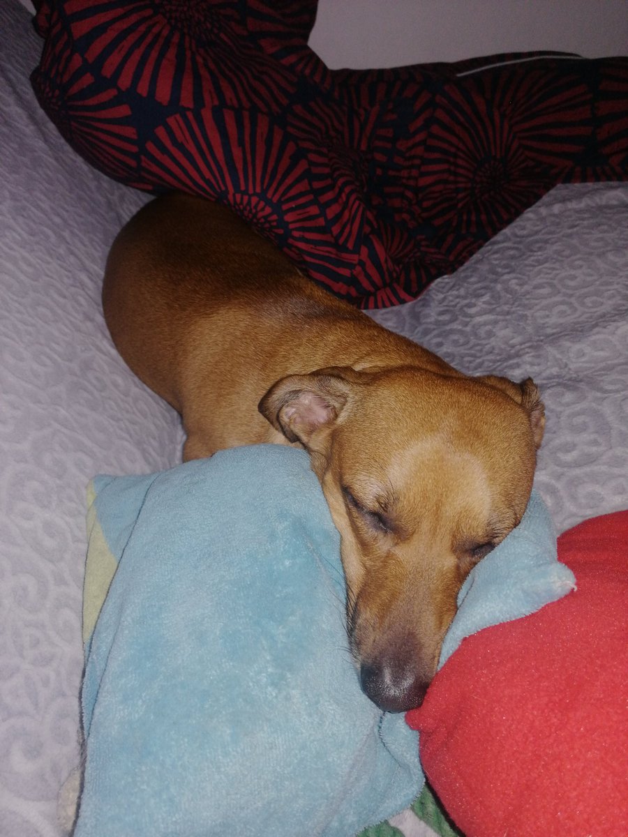 shill_xv's tweet photo. Lola mówi dobranoc wszystkim 🥰🌙⭐
#pieslola #dog #goodnight https://t.co/7lgIKlCcDw