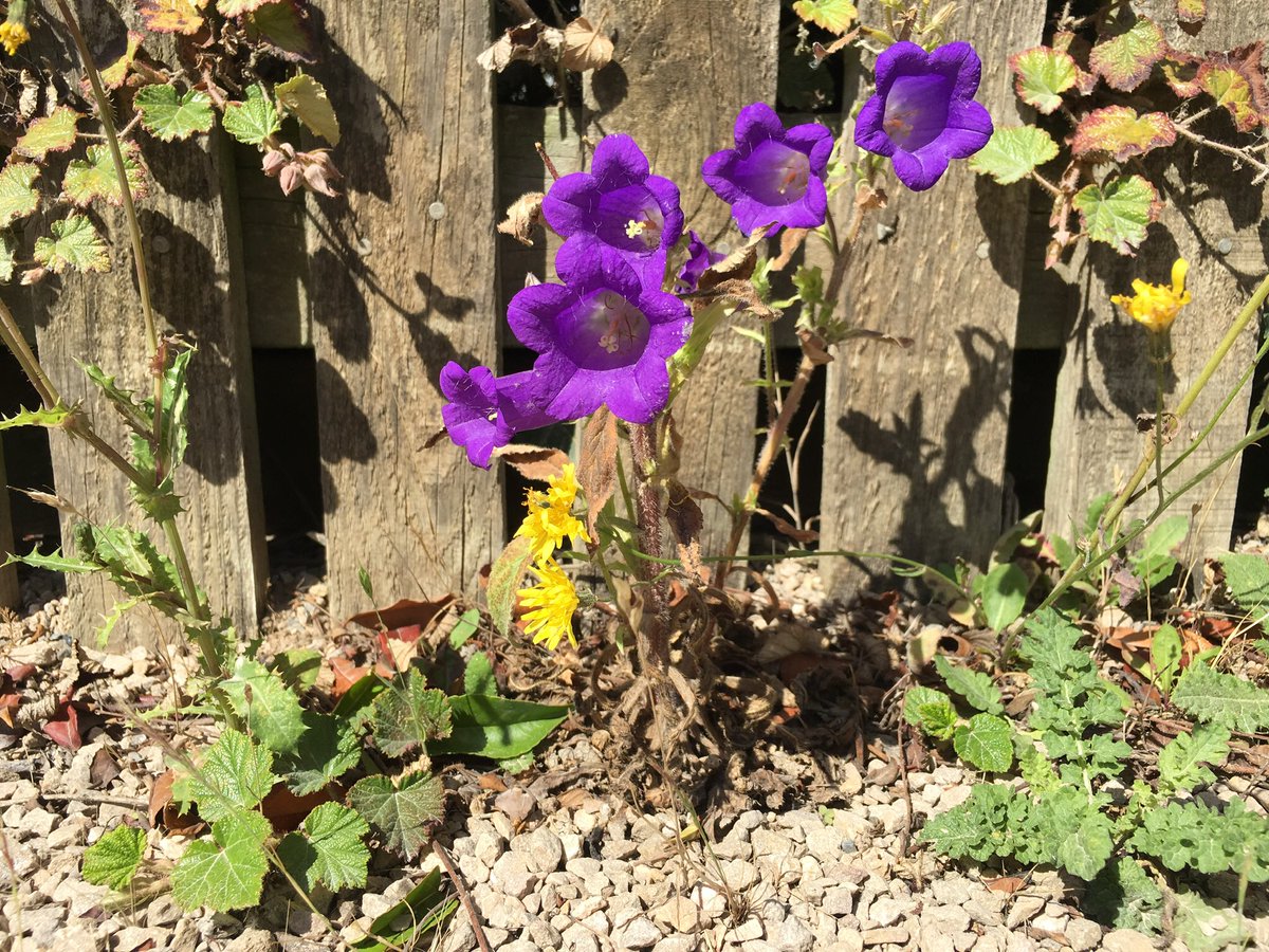 It can hardly get any better than this for  #pavementplants, right!I think this is Canterbury Bells (Campanula medium).