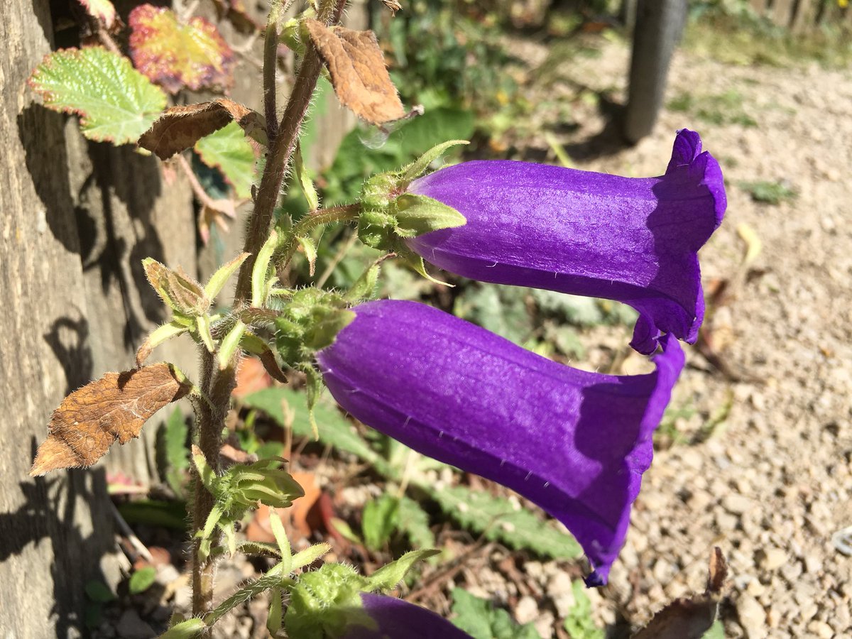 It can hardly get any better than this for  #pavementplants, right!I think this is Canterbury Bells (Campanula medium).