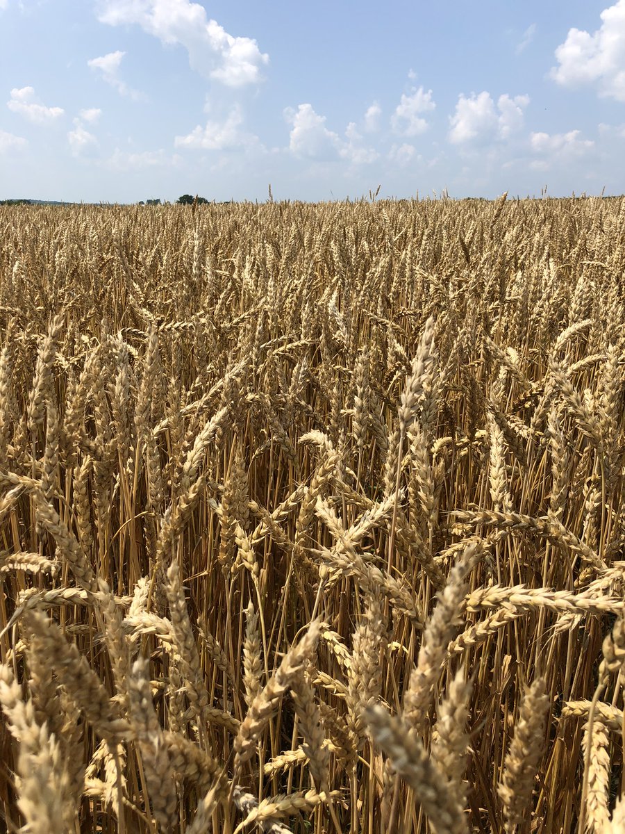 BrockKeltner's tweet photo. Almost ready! 🌾🌾 https://t.co/upRSezr411