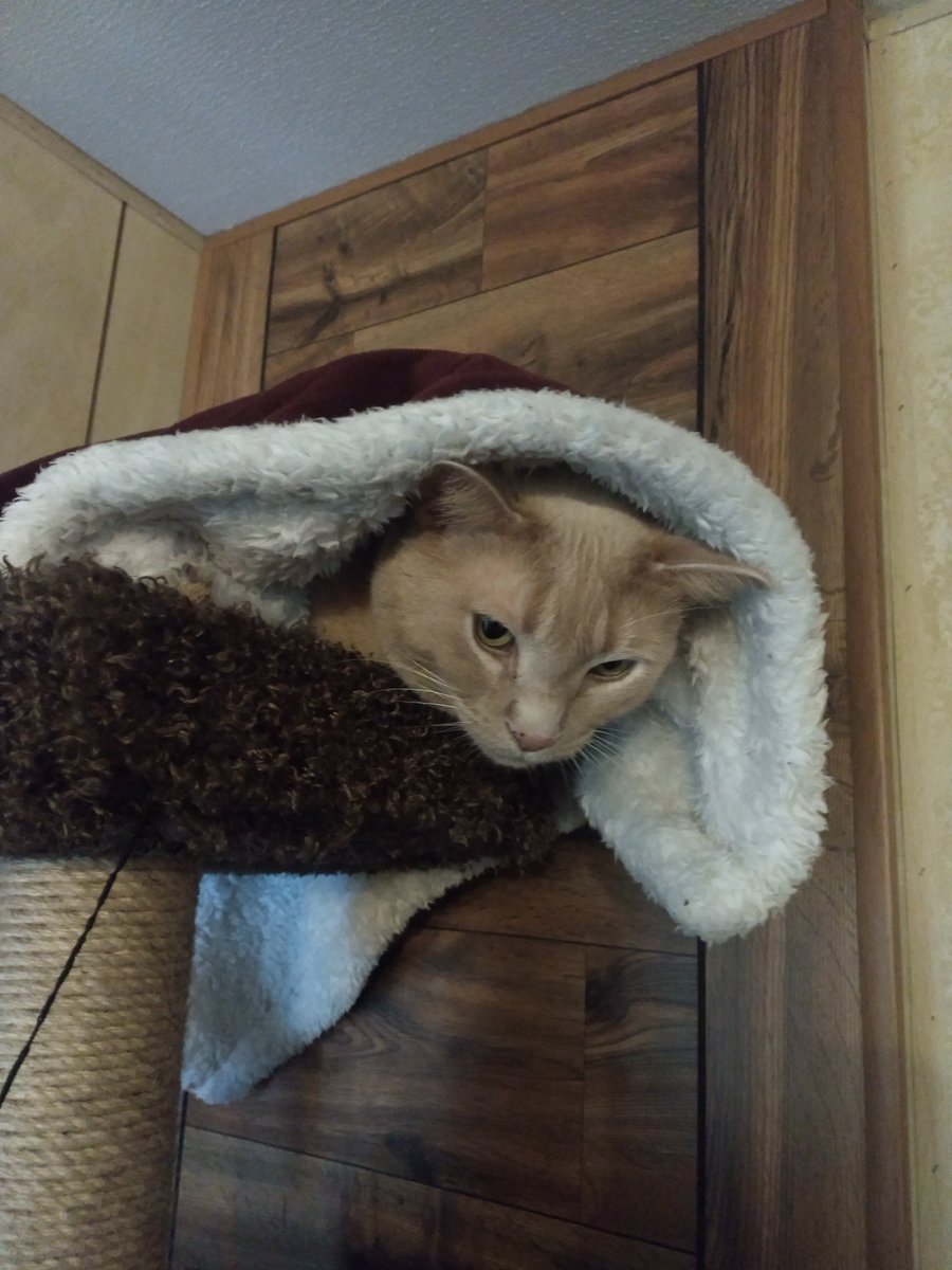 GarfMic's tweet image. It's yo boi