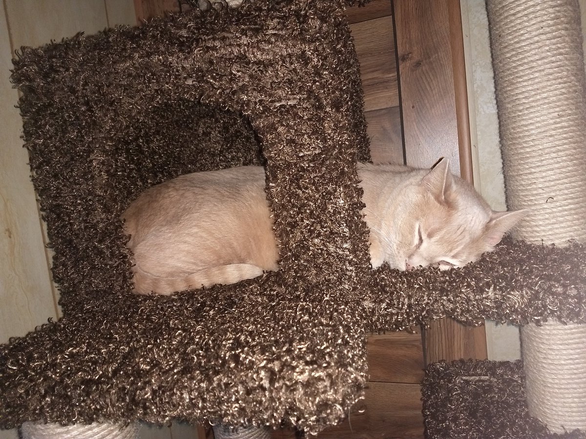 GarfMic's tweet image. It's yo boi