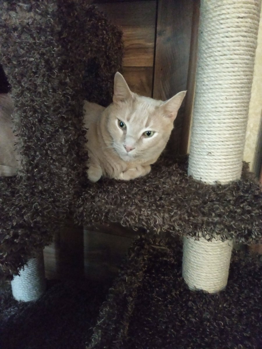 GarfMic's tweet image. It's yo boi