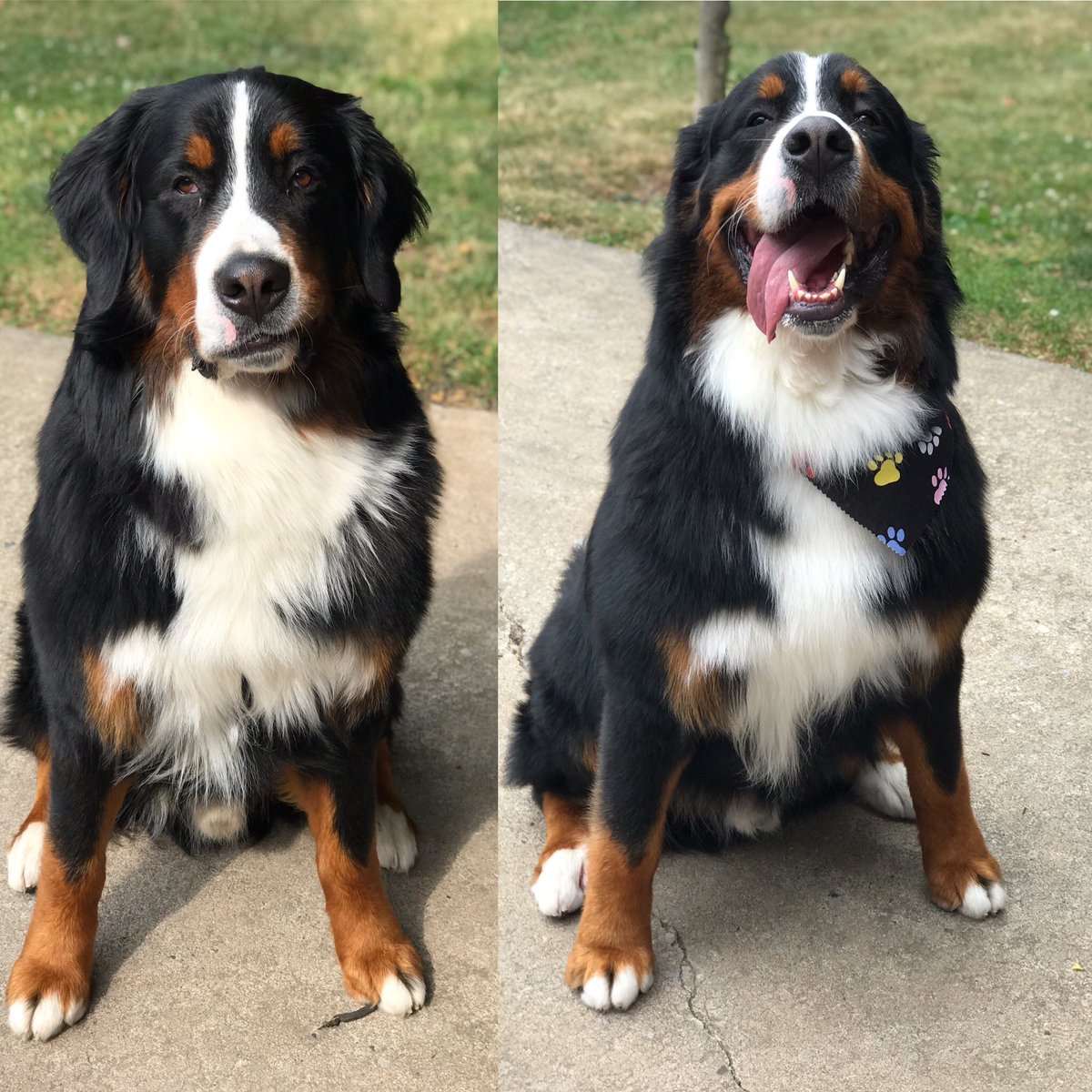 KristinEGraves's tweet photo. Sam before and after the groomers today (grumpy vs happy lol). Someone’s happy to get a haircut. #bernesemountaindog #handSAM https://t.co/91QHgKZMZZ