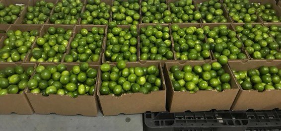 JaimeAminH's tweet photo. Ya va rumbo a Dubai primera  exportación de limón Tahití desde el Valle del Cauca, firma exportadora MaxiFinca. Gob del Pdte. @IvanDuque más apoyo para #NuevosMercadosParaColombia #CalidadExportadora https://t.co/KWcNs89jfR