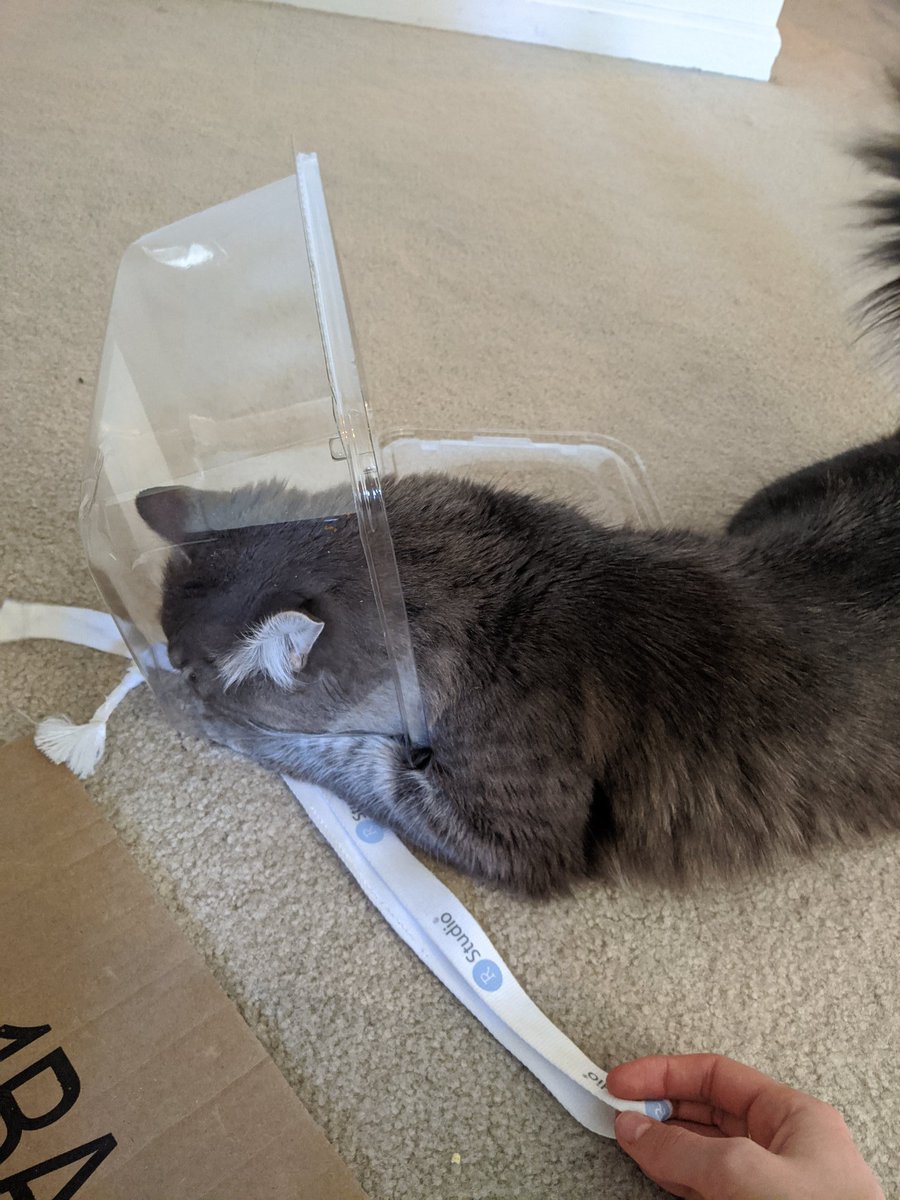 Jas_Hughes's tweet photo. My cat's favorite toy is the ribbon from my #rstudioconf badge.
#rstats #rstudio #rcats https://t.co/wz689w7Fxj