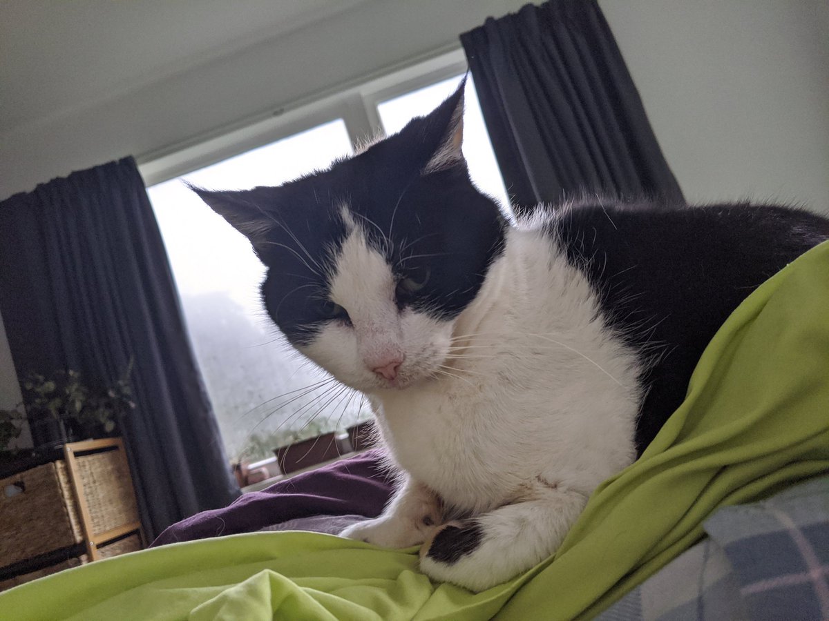 Serasaurus_rex's tweet photo. @DonutInterns @AITA_reddit Pet tax! She's grumpy cos I stopped patting her to take the pic https://t.co/Rx1pbtE14x