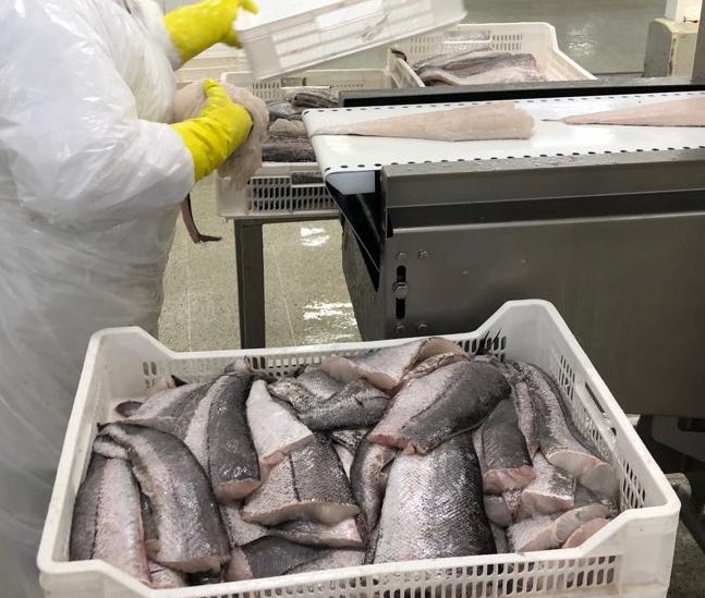 SubpescaCL's tweet photo. A partir de permanente diálogo, a ley corta de pesca -aprobada en comisión #pesca @Senado_Chile- se agregaron otras materias: avanzar en uso de artes de pesca más sustentables, buenas prácticas pesqueras y fomento del consumo humano de productos del mar, entre otras🇨🇱@meconomia https://t.co/jAZcsCVGTZ