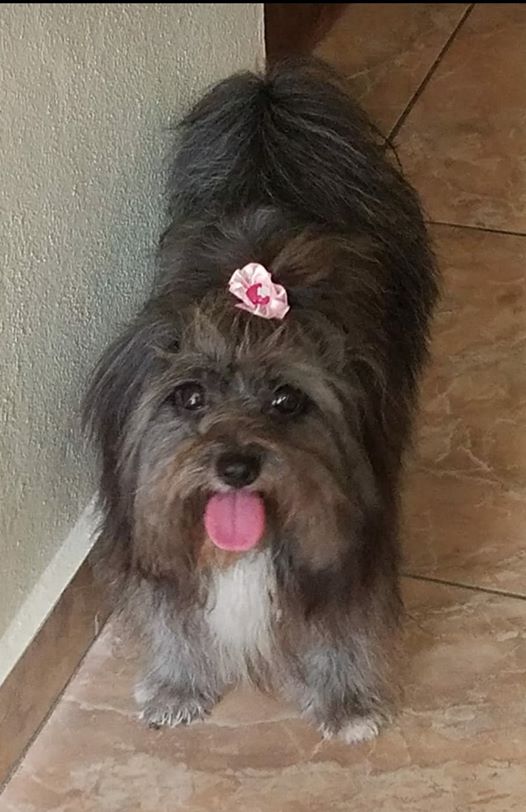 A mis amigos y seguidores que residen o frecuentan el área de la avenida Winston Churchill en El Señorial, nuestra querida Lía se extravió esta tarde. Comprenderán nuestra angustia y preocupación.
Si tienes información llama al 787-632-7592 o al 787-368-6032.¡Gracias anticipadas!