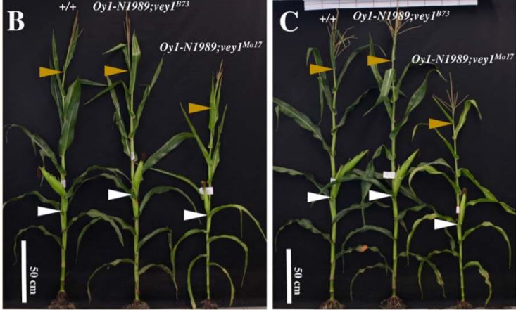 PlantPhys's tweet image. Variation in maize chlorophyll biosynthesis alters plant architecture #Maize #LeafDevelopment #Photosynthesis #PlantSci #PlantBiology @KhanguraRajdeep @BrianDilkes plantphysiol.org/content/early/…