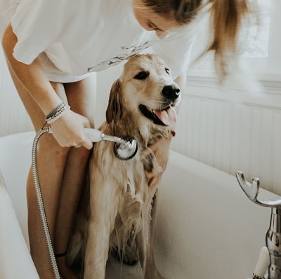 JugDogCo's tweet photo. Washing your dog should be a regular occurrence to keep their hair and skin in good condition but the whole process can be laborious with a whole lot of mess.  #Grooming https://t.co/G4DMAy6s1U https://t.co/wfzkyBIMK7