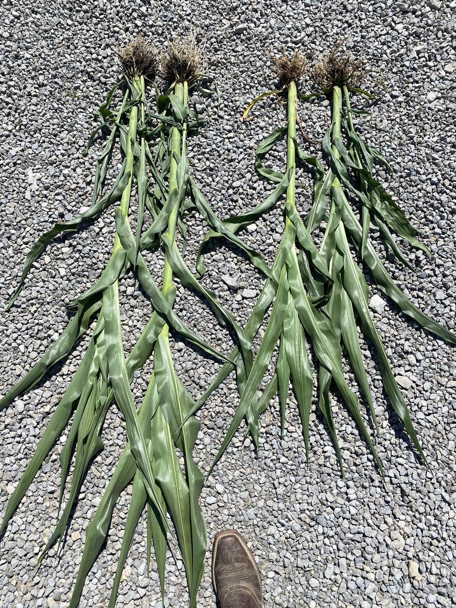 Dyna-Gro corn treated with Awaken CoFlow vs Becks!  #awakencoflow #dynagro <a href="/NutrienEast/">Nutrien Ag Solutions-East</a> <a href="/DynaGroSeed/">Dyna-Gro Seed</a> <a href="/growloveland/">Loveland Products</a>