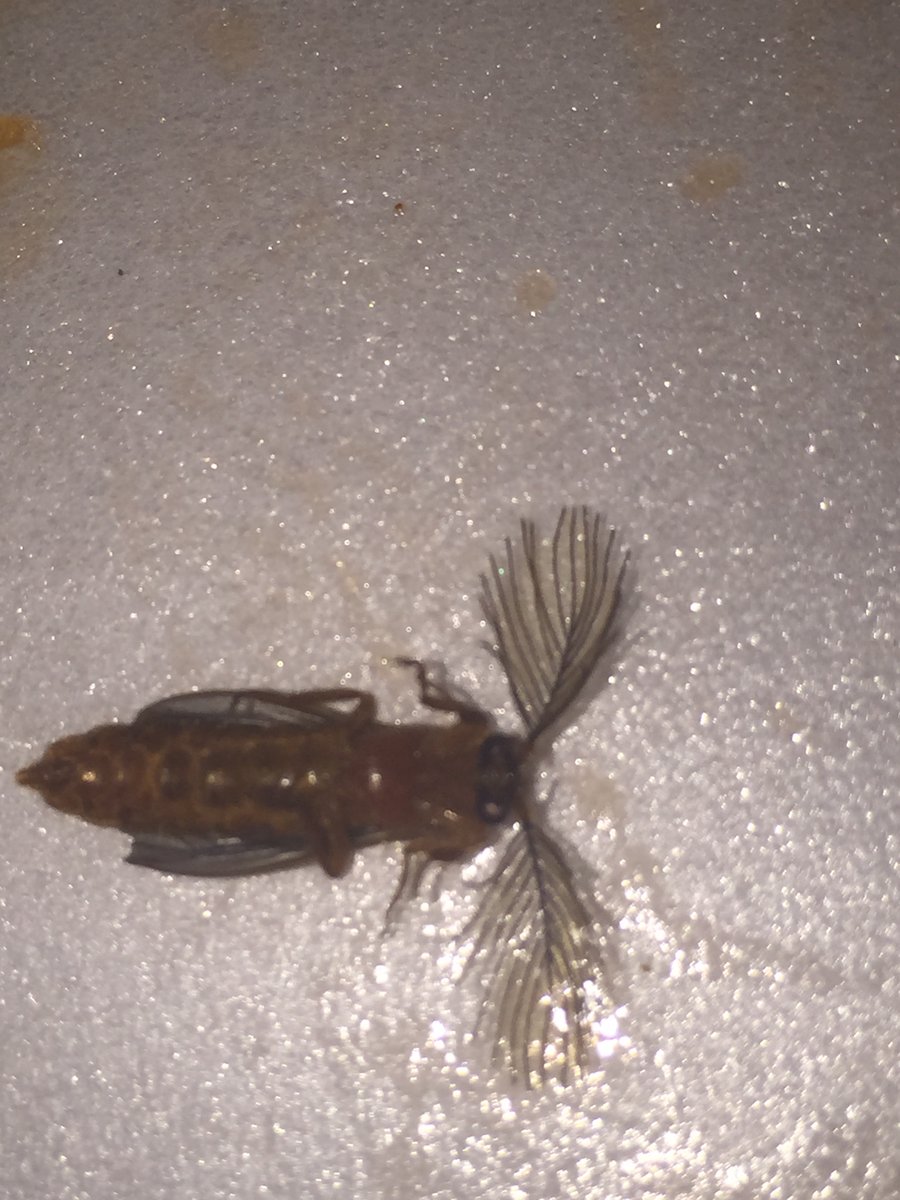 GuiltyTay's tweet photo. @Stylopidae what kind of bug is this from Alabama? https://t.co/9TRVp0v5MH