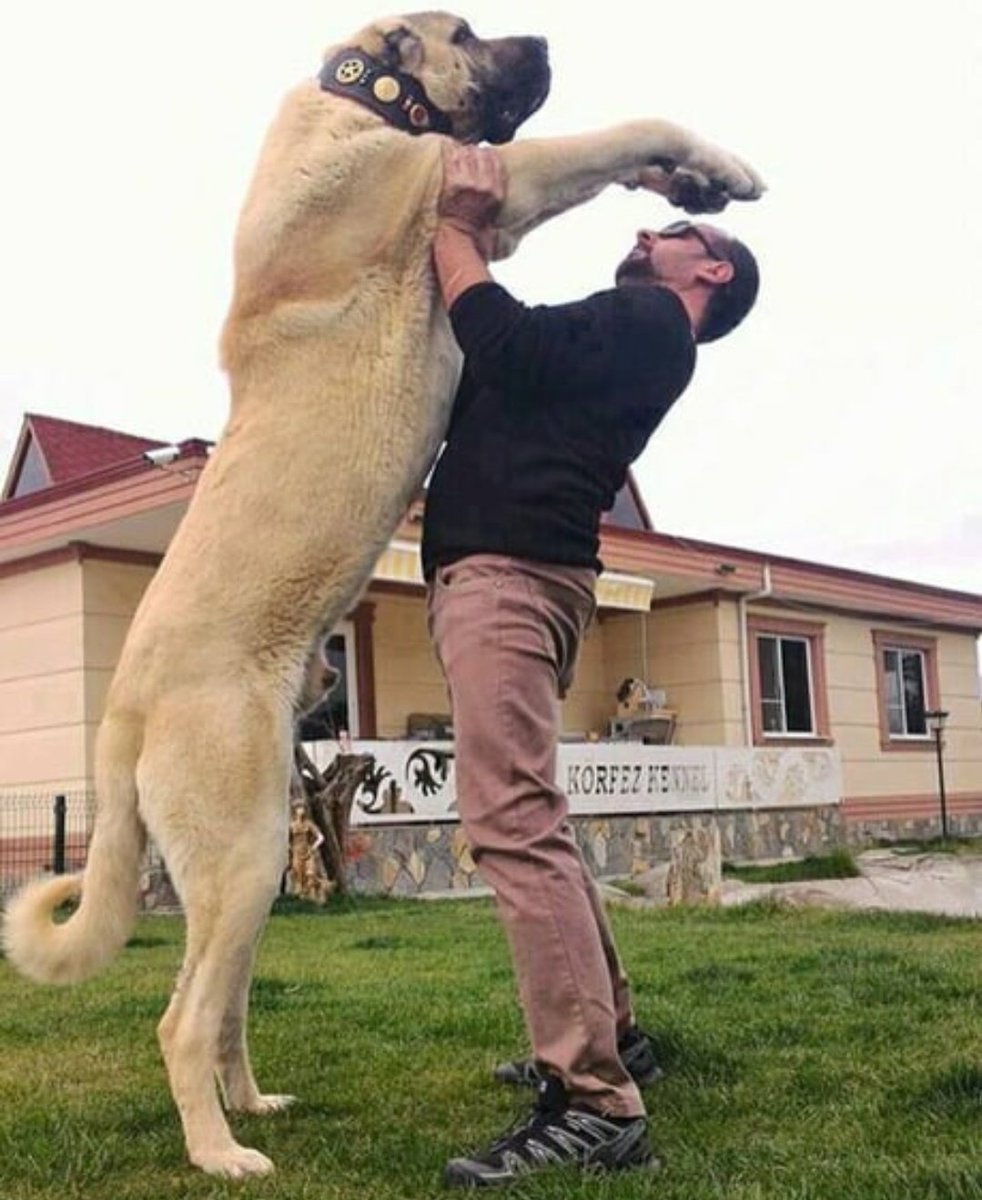 Jesús Gamarra na Twitteru: "Madre mía el pedazo de bicho que es el perro  pastor de Kangal 😱🤩 Es una raza de perro turca similar al mastín que es  utilizada como guardián