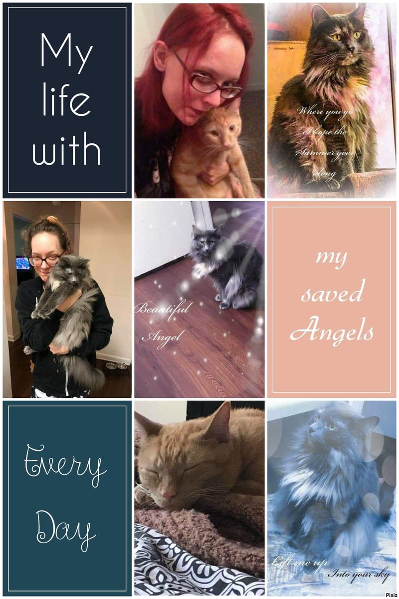 katiaalisha1's tweet image. July 8, 2020: Sweet #catgraphic made by @goobettina2205 featuring my adopted angels Masha and Bobo. ♥️ #adopt #petadoption #adoptdontshop #cat #catsofinstagram #catsofinsta #tortie #tortoiseshellcat #mutedtortoiseshell #dilutetortoiseshell #tabby #orangetabby #orangecat #furbaby