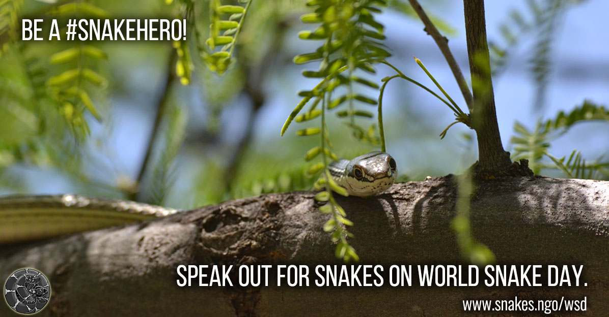 VLMuseum's tweet photo. Happy #WorldSnakeDay! Snakes are vital to maintaining healthy ecosystems - they help with pest control and are important to keeping a balanced food web. Be a #SnakeHero everyday by protecting snakes and their habitat. @SnakeAdvocate #valivingmuseum https://t.co/Xyv4BOFShB