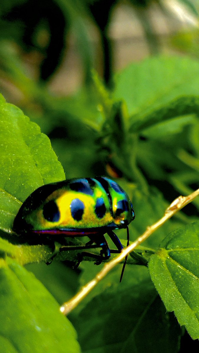 nitisblrajmahto's tweet photo. This #image is #shooted by me and my friend @jitendra_dhanuk @WildlifePhotog2 @nat_gio_wild @Discovery @NatGeoLat @nature @GettyImages @NASAGoddardPix @ImageComics https://t.co/SiLELZLe5Q
