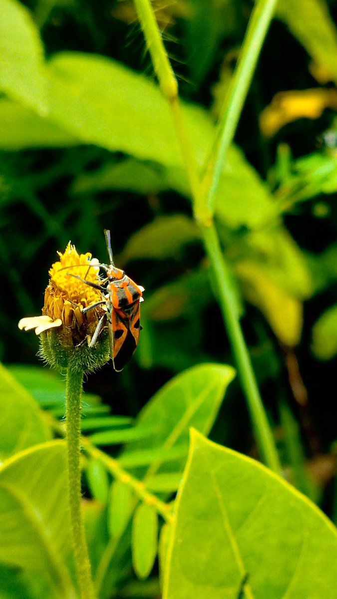 nitisblrajmahto's tweet photo. This #image is #shooted by me and my friend @jitendra_dhanuk @WildlifePhotog2 @nat_gio_wild @Discovery @NatGeoLat @nature @GettyImages @NASAGoddardPix @ImageComics https://t.co/SiLELZLe5Q