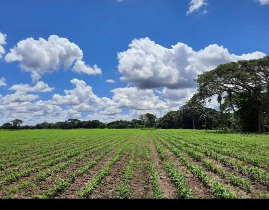 GuanaritoDe's tweet photo. Así van las siembra de maíz en el municipio Guanarito estado portuguesa contribuyendo a la alimentación del país https://t.co/MT3PolMj8G