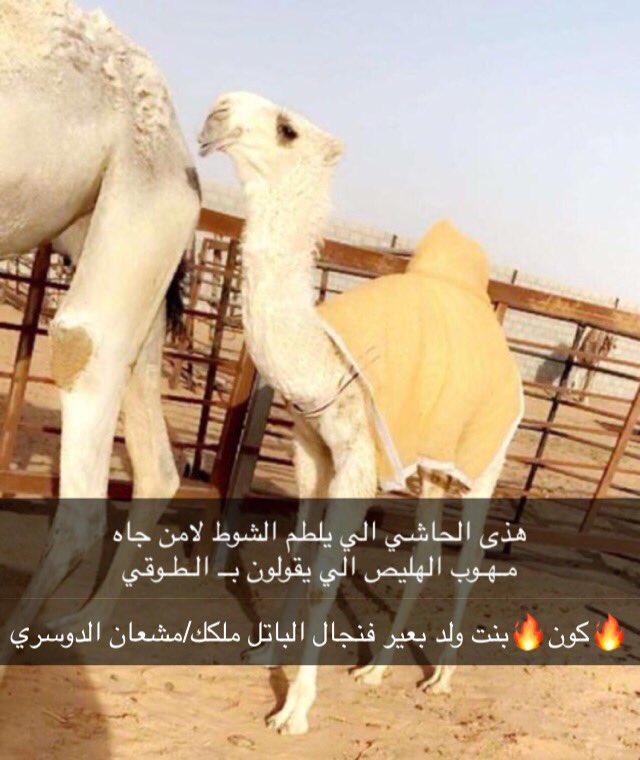 hassan119211's tweet photo. ماشاءالله تبارك الرحمن https://t.co/tTIJRJ9P9f